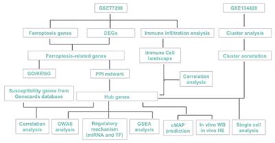 Identification of potential ferroptosis-associated biomarkers in rheumatoid arthritis